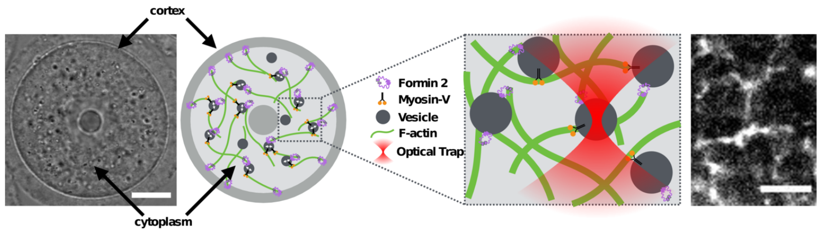 Active and Passive Microrheology in Equilibrium and Nonequilibrium Systems